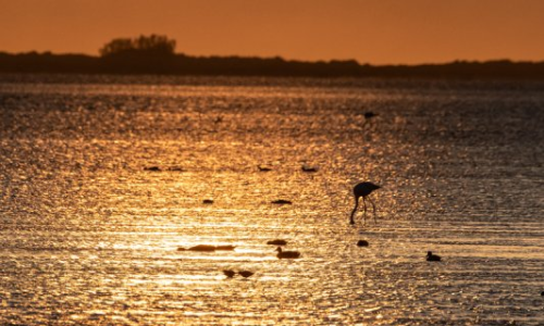 Sortida  Delta