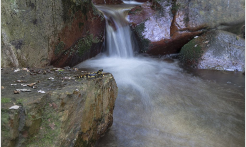 Sortida Riera de Riells