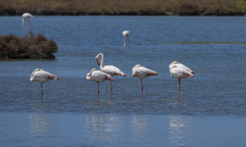 Sortida - Delta Ebre