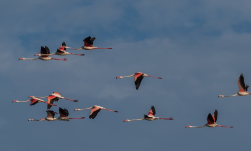 Sortida - Delta Ebre
