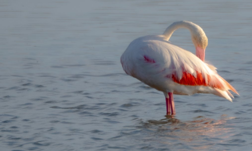 Sortida - Delta Ebre