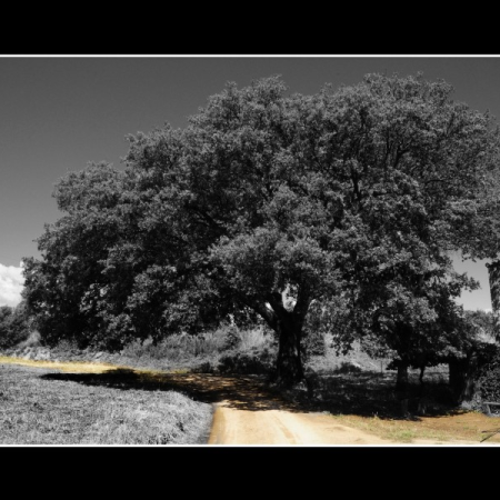 Exposició “Mirades des del poble”