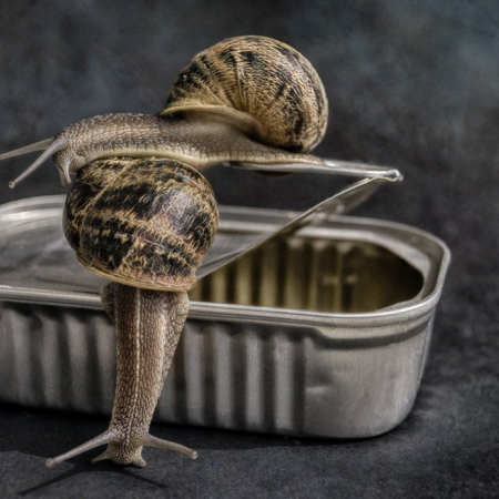 Carlos Haro, finalista al Concurs de Fotografia de "Bodegon"