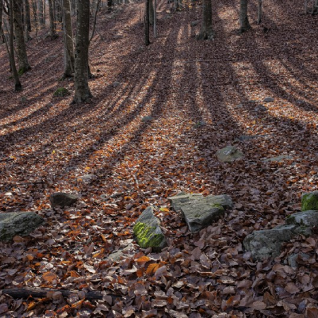 Sortida dels jubilats al Montseny