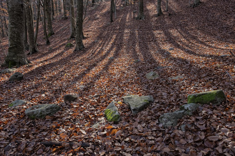 Sortida dels jubilats al Montseny